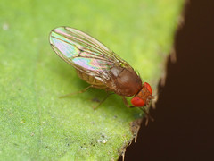 Drosophila tripunctata