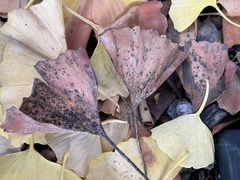 Bartheletia paradoxa