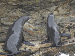 Arctocephalus pusillus