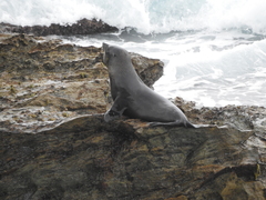 Arctocephalus pusillus