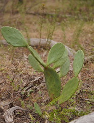 Opuntia anahuacensis