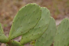 Opuntia anahuacensis