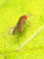 Drosophila tripunctata