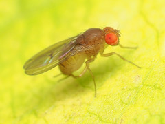 Drosophila tripunctata