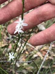Caesia parviflora parviflora