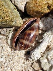 Macrocypraea zebra