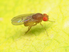 Drosophila tripunctata