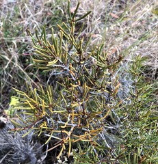 Hakea vittata