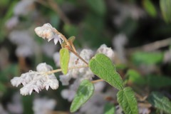Lasiopetalum oldfieldii