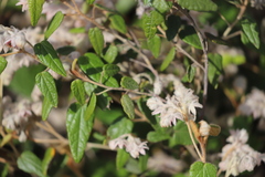 Lasiopetalum oldfieldii