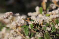 Lasiopetalum oldfieldii