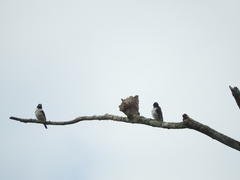 Spermestes fringilloides