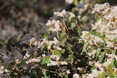 Lasiopetalum oldfieldii