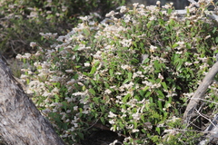 Lasiopetalum oldfieldii
