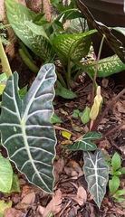 Alocasia amazonica