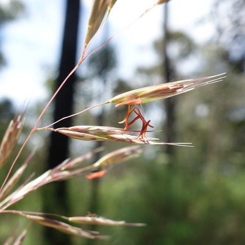 Image of Rytidosperma pallidum by (c) yatesy, some rights reserved (CC BY)