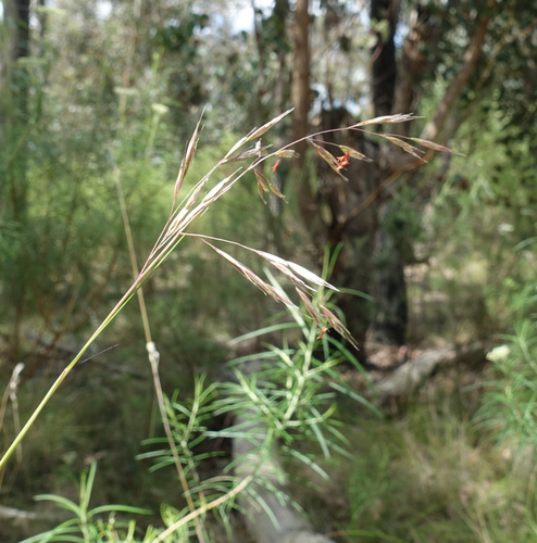 Image of Rytidosperma pallidum by (c) yatesy, some rights reserved (CC BY)