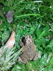 Duttaphrynus melanostictus