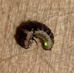 Zarhipis integripennis