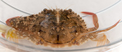Achelous spinimanus