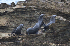 Arctocephalus pusillus