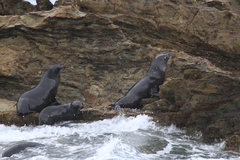 Arctocephalus pusillus