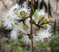 Eucalyptus porosa