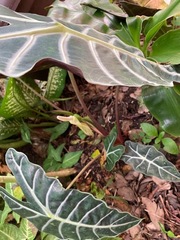 Alocasia amazonica