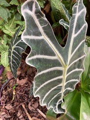 Alocasia amazonica