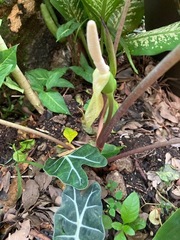 Alocasia amazonica