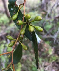 Eucalyptus porosa