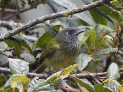 Mionectes striaticollis