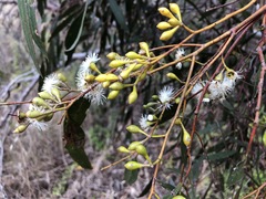 Eucalyptus porosa