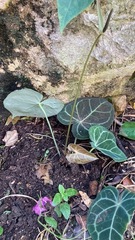 Anthurium clarinervium