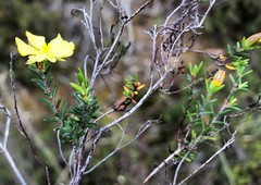 Hibbertia devitata