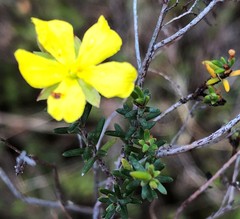 Hibbertia devitata