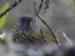 Mionectes striaticollis