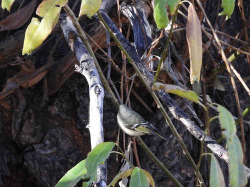 Ruby-crowned Kinglet photographed in Colorado