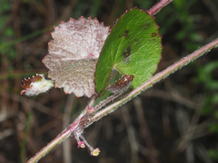 Centella lanata
