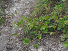Centella lanata