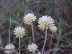 Pfaffia gnaphalioides
