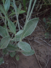 Pfaffia gnaphalioides