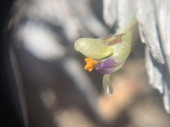 Astragalus eurekensis