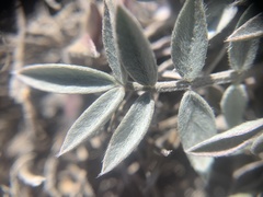 Astragalus eurekensis