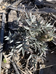 Astragalus eurekensis