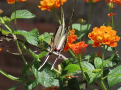 Protesilaus telesilaus