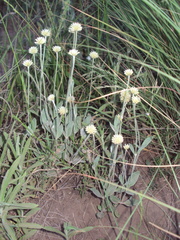 Pfaffia gnaphalioides