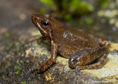 Jerdon's Olive-Brown Frog photo 2