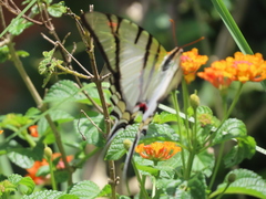 Protesilaus telesilaus