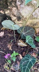 Anthurium clarinervium